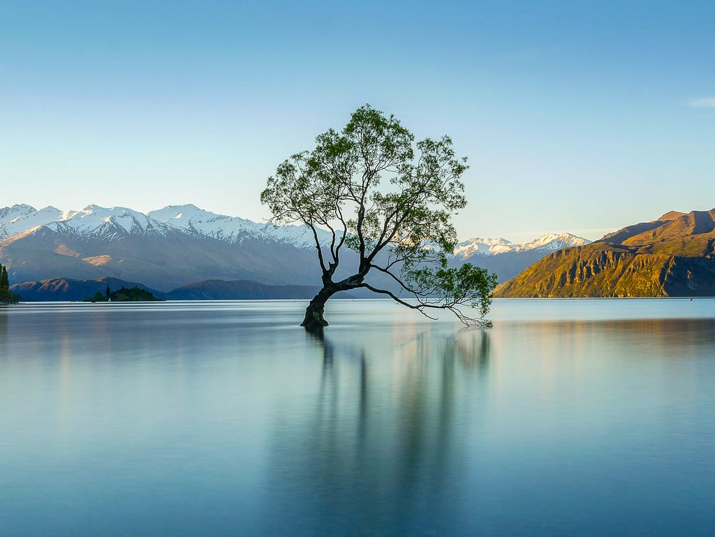 Arbre de Wanaka - Nouvelle-Zélande - Photographie par Theo Cohen