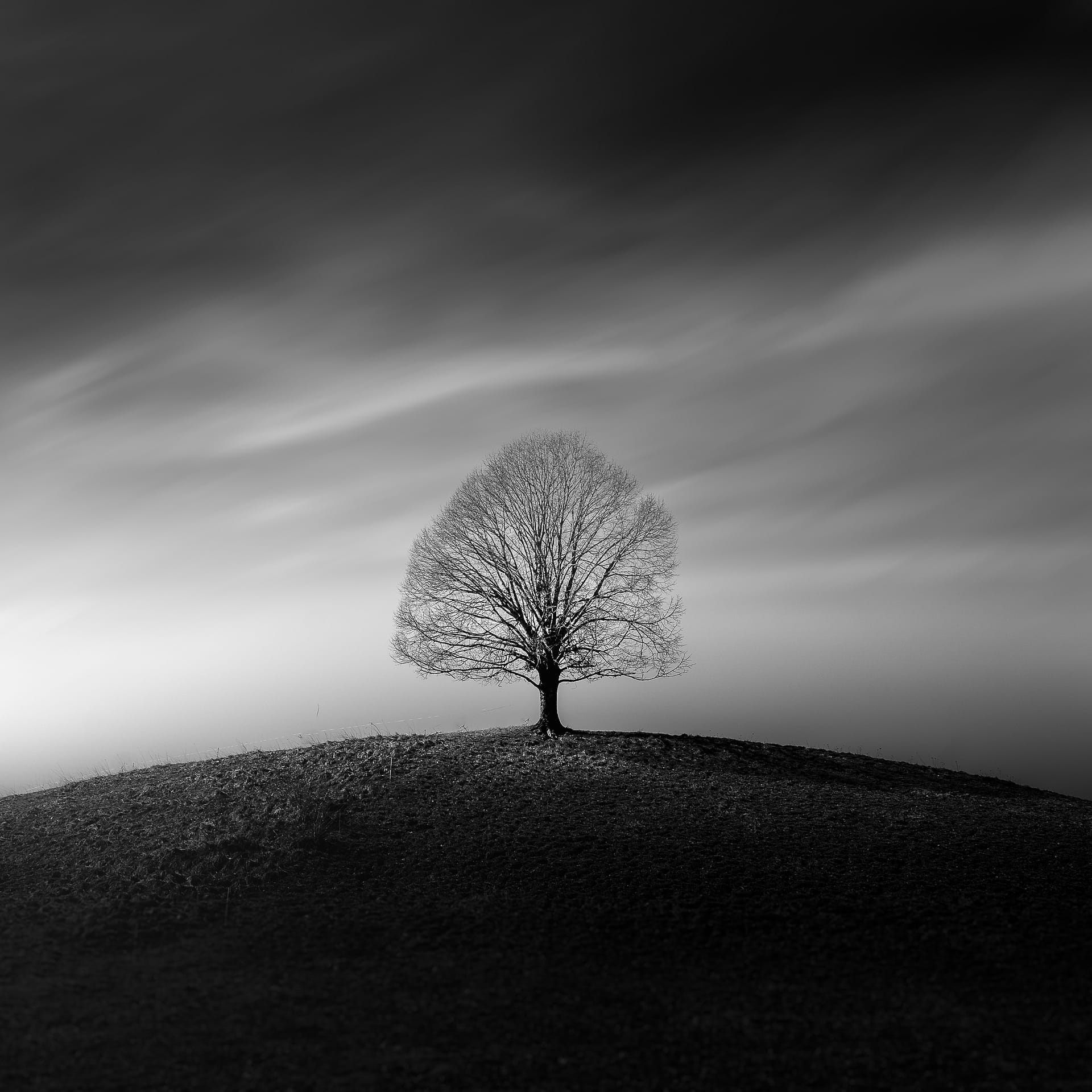 Arbre solitaire en noir et blanc au sommet d'une colline